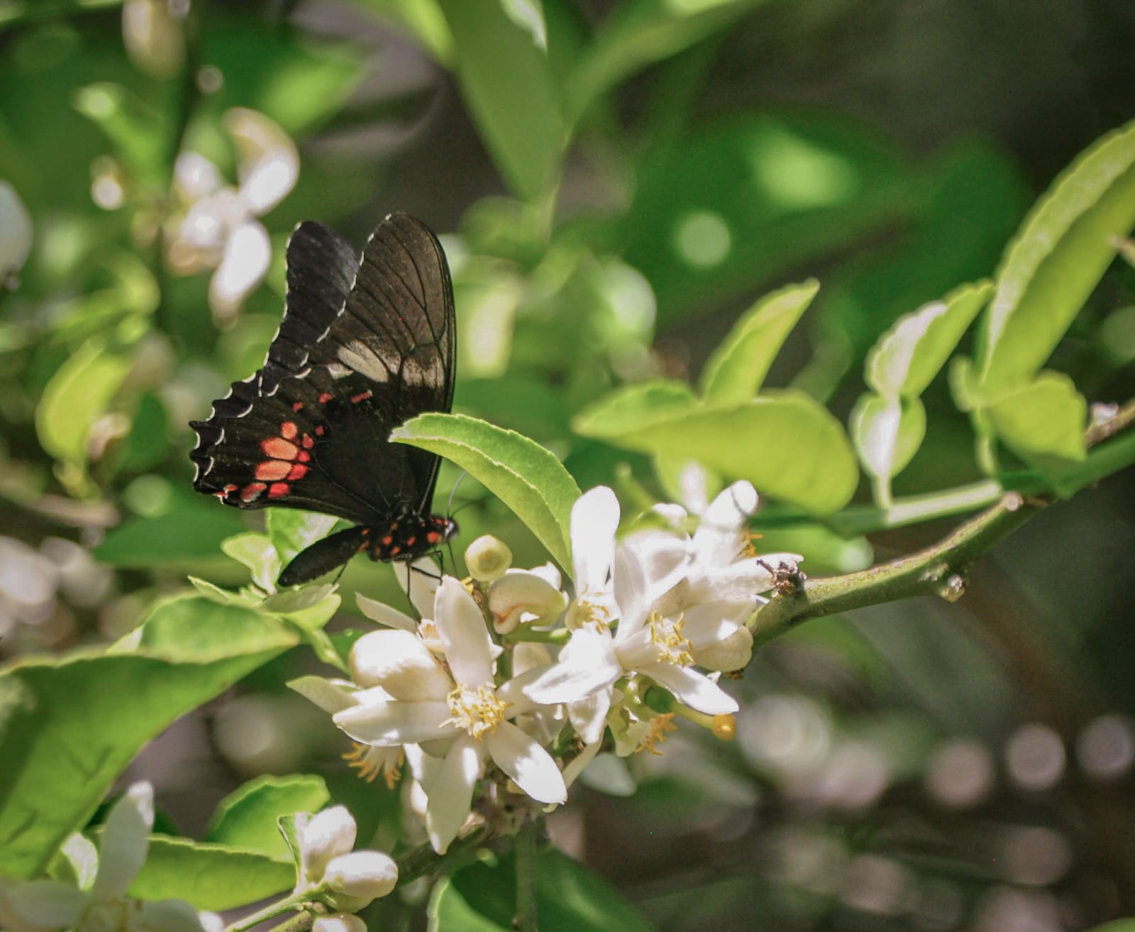 Embracing Regenerative Agriculture and Healing the Soils