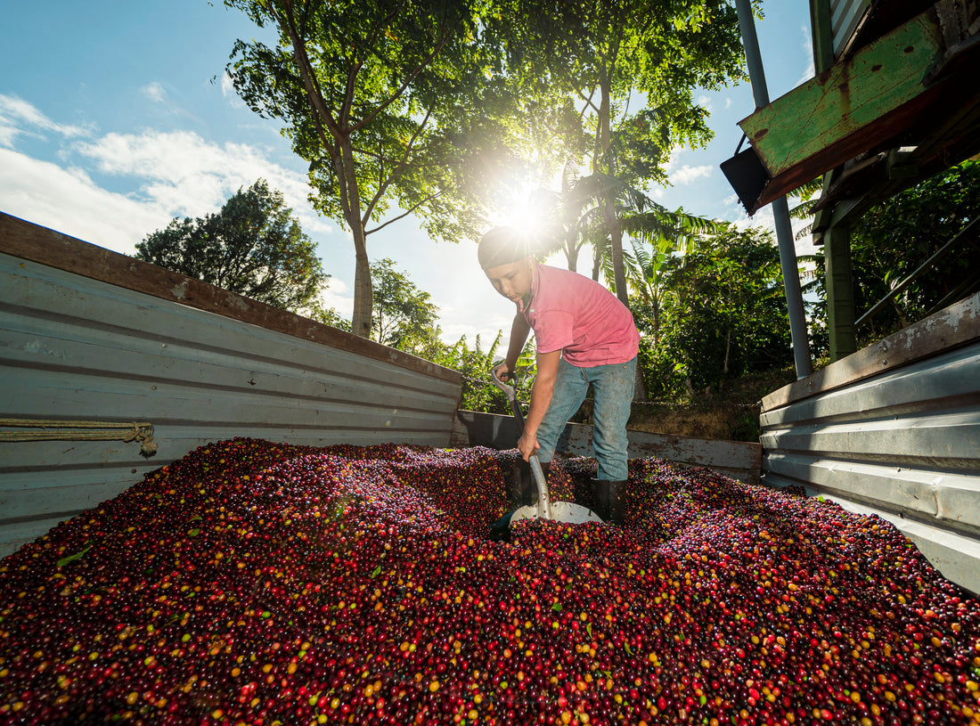 Cultivating Coffee Legacy